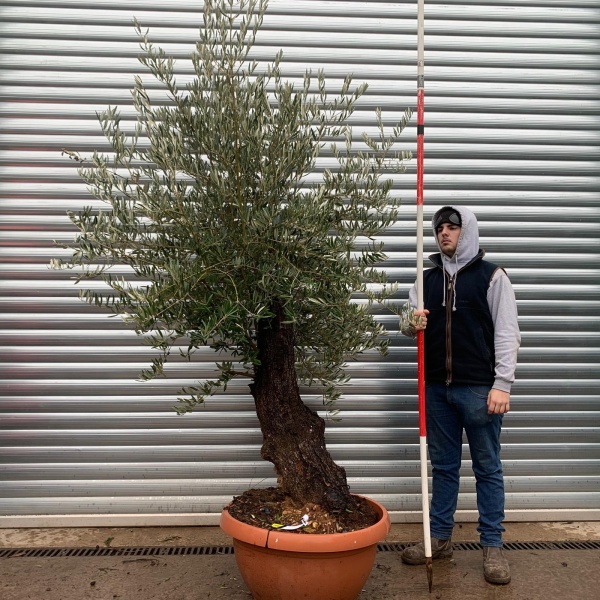 Olive Trees | Gnarly Old Olive Trees | 20953
