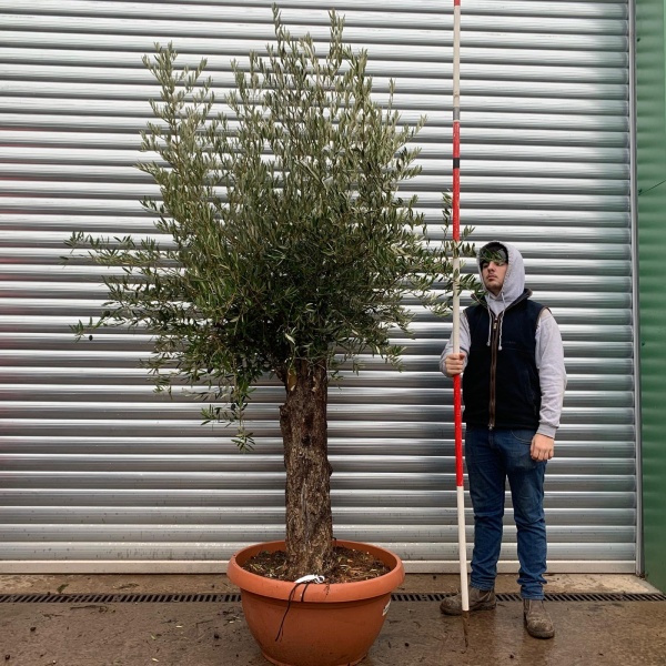 Olive Trees | Gnarly Old Olive Trees | 20954