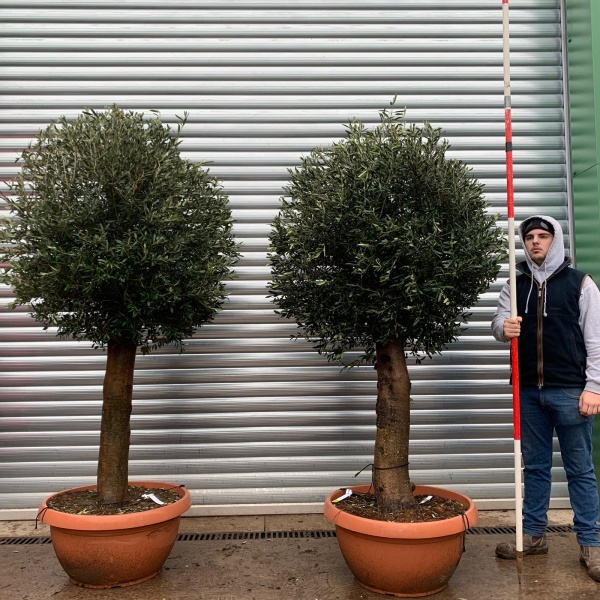 Olive Trees | Pair Mature Olive Trees | 20956 57