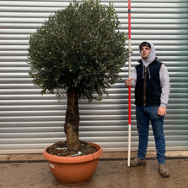 Olive Trees | Mature Shaped Olive Trees | 20958