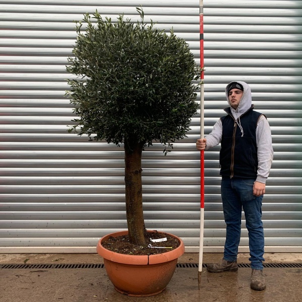 Olive Trees | Mature Shaped Olive Trees | 20959