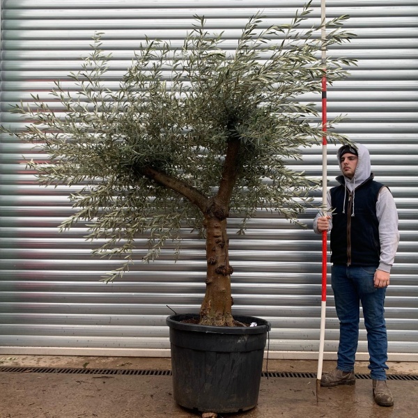 Olive Trees | Old Olive Trees | 20960