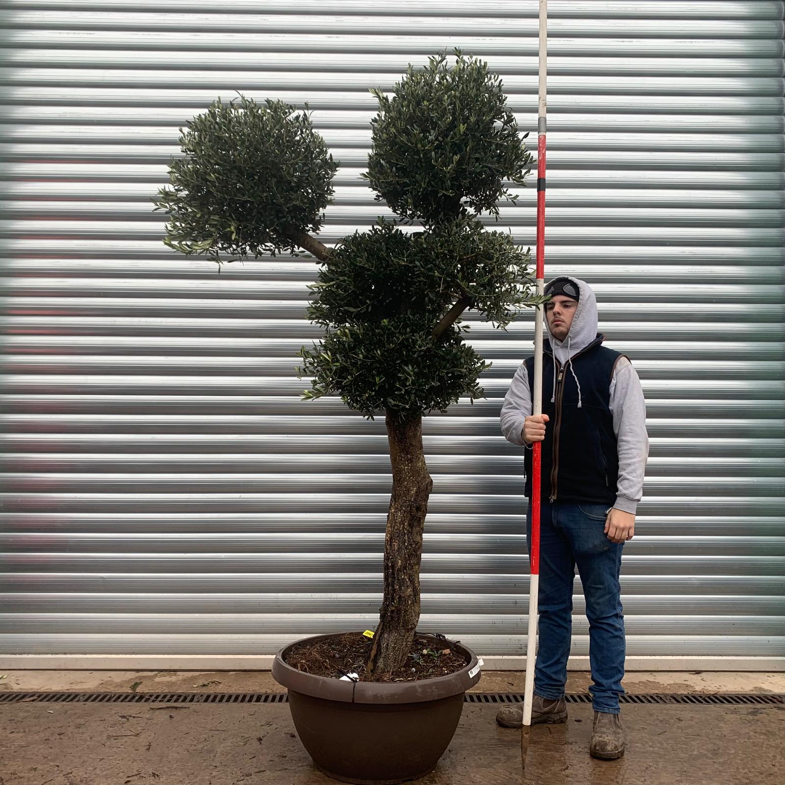 Olive Trees | Clipped Shaped Olive Trees | 20961 1 Olive Trees | Clipped Shaped Olive Trees | 20961