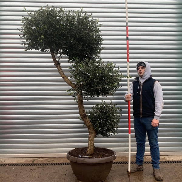 Olive Trees | Clipped Shaped Olive Trees | 20962