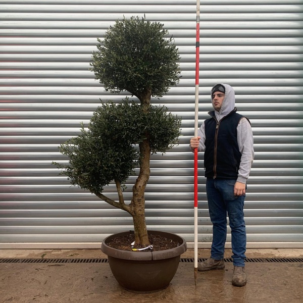 Olive Trees | Bonsai Olive Trees | 20963