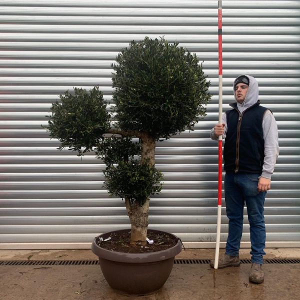 Olive Trees | Clipped Shaped Olive Trees | 20964