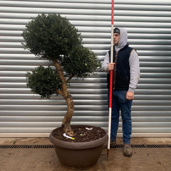 Olive Trees | Pom Pom Olive Trees | 20965