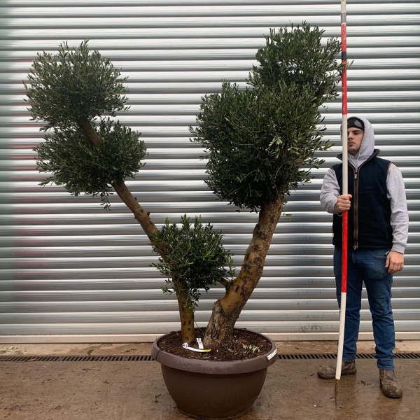 Olive Trees | Shaped Olive Trees | 20966