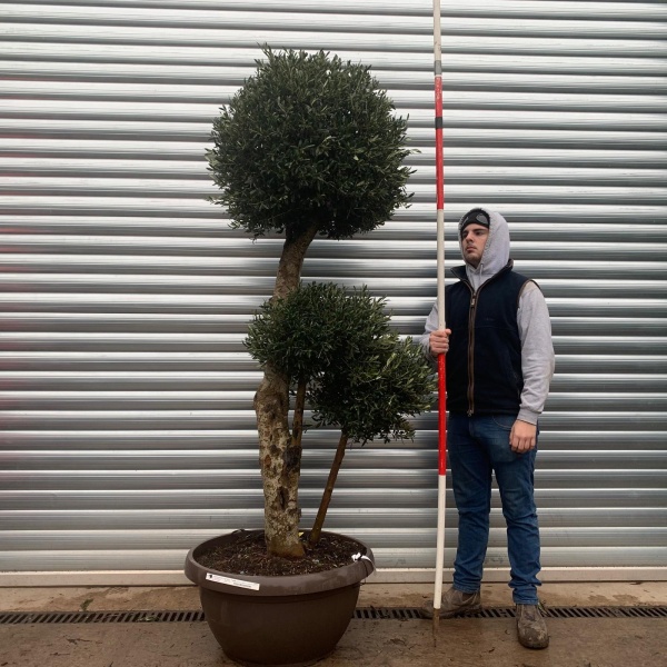 Olive Trees | Clipped Shaped Olive Trees | 20967