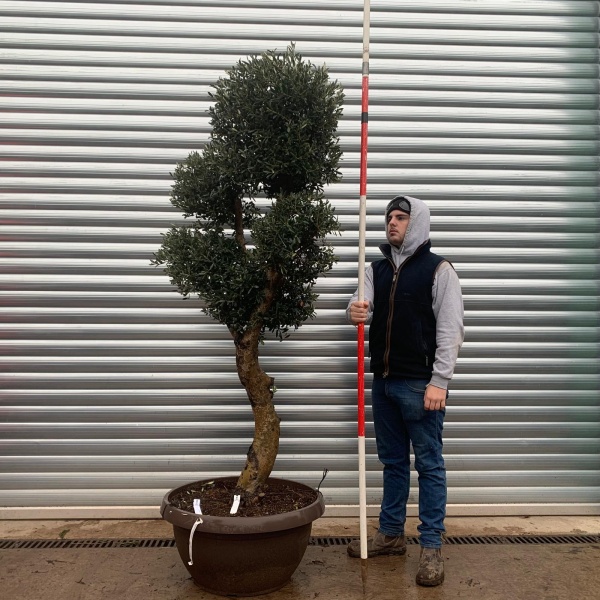 Olive Trees | Shaped Olive Trees | 20968