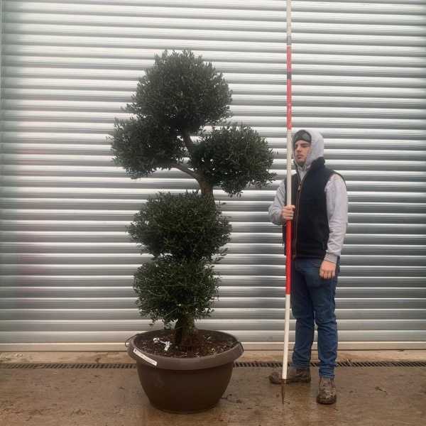 Olive Trees | Shaped Olive Trees | 20969