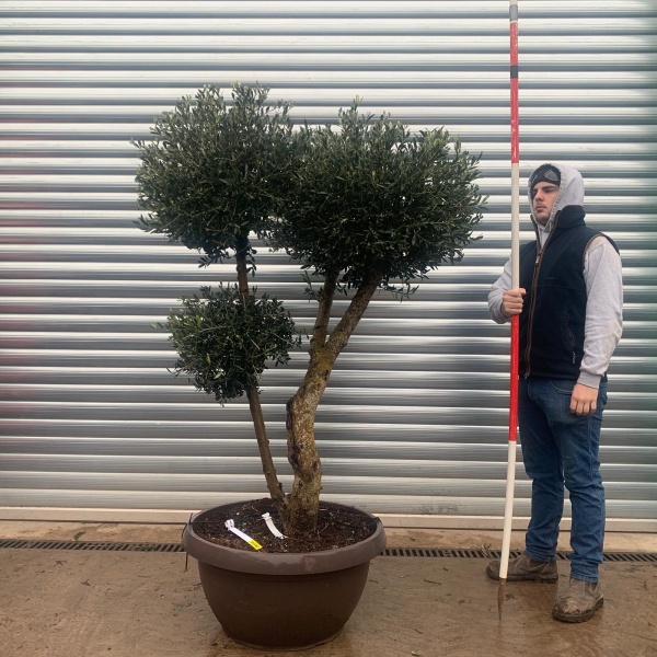 Olive Trees | Shaped Olive Trees | 20970