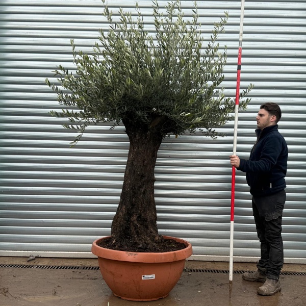 Olive Trees | Old Olive Trees | 22145