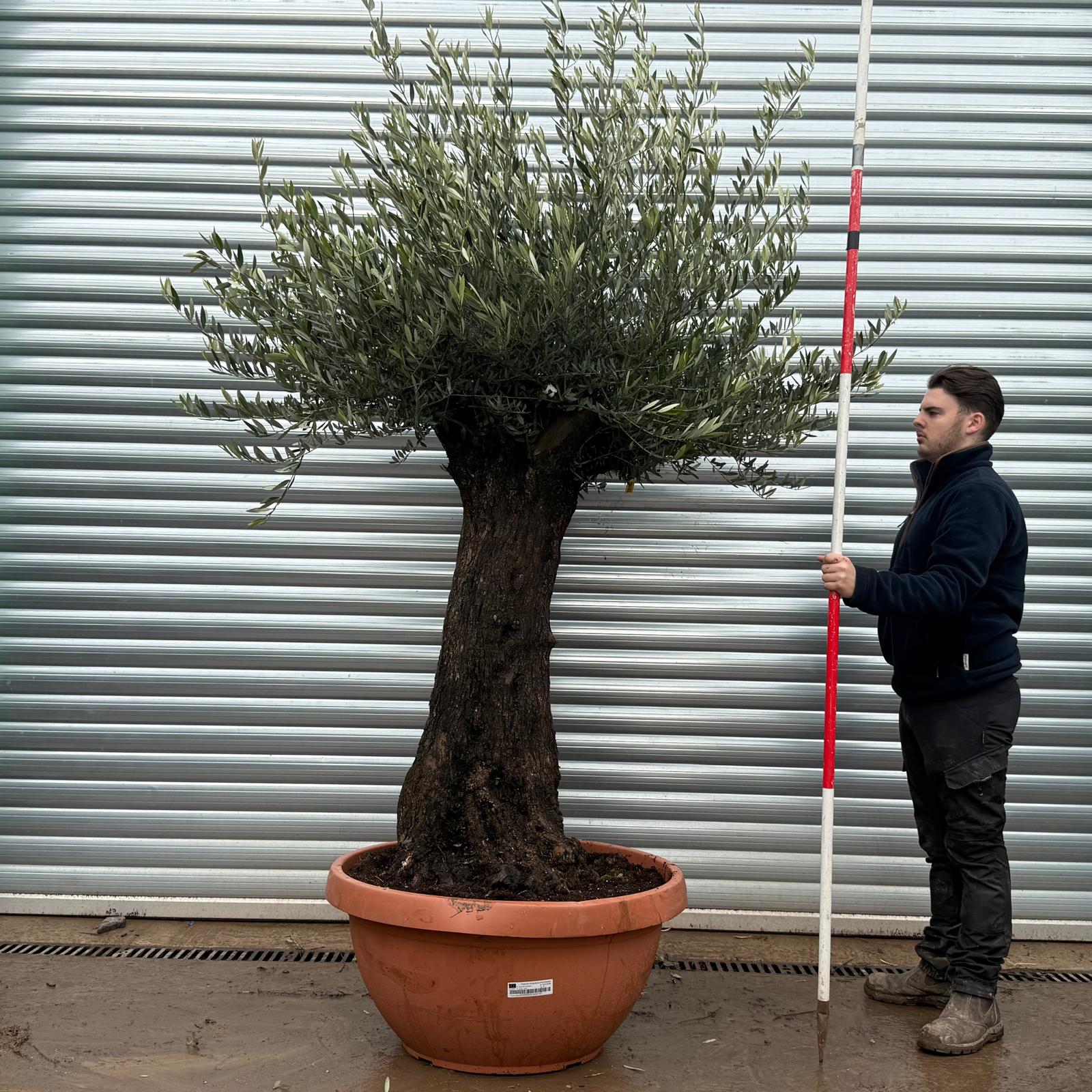 Olive Trees | Old Olive Trees | 22145 1 Olive Trees | Old Olive Trees | 22145