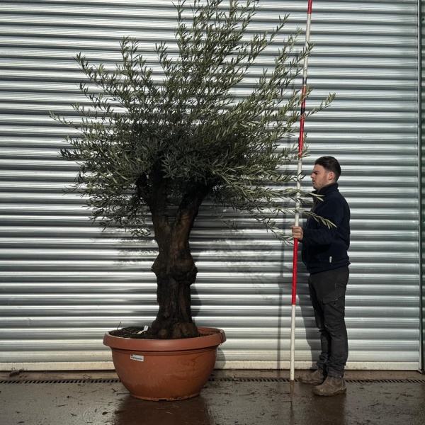 Olive Trees | Branched Olive Tree | 22147