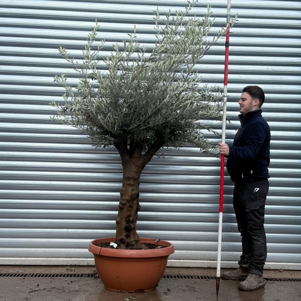 Olive Trees | Mature Olive Tree | 22149