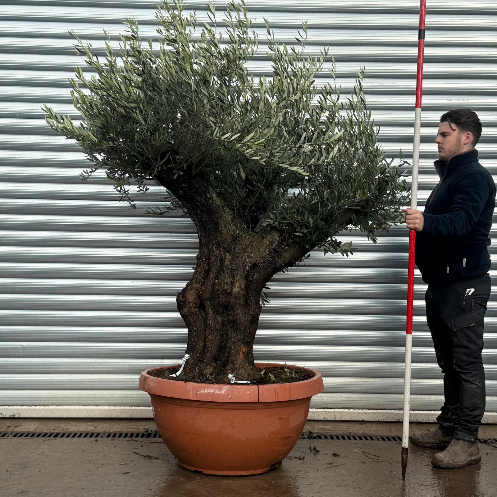 Olive Trees | Ancient Olive Tree | 22150 1 Olive Trees | Ancient Olive Tree | 22150