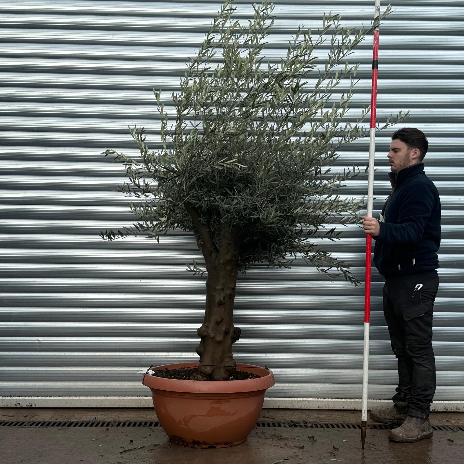 Olive Trees | Mature Olive Tree | 22152 1 Olive Trees | Mature Olive Tree | 22152