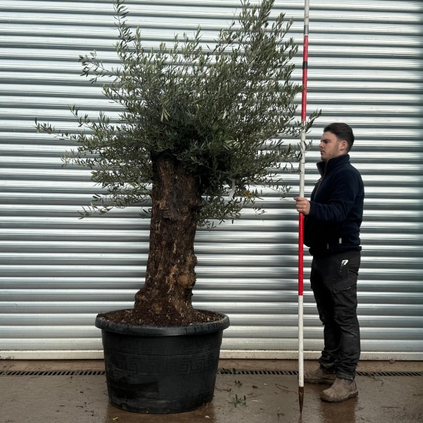 Olive Trees | Old Olive Tree | 22153