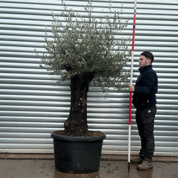 Olive Trees | Old Olive Tree | 22154