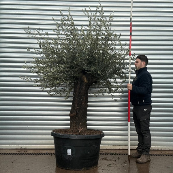 Olive Trees | Old Olive Tree | 22156