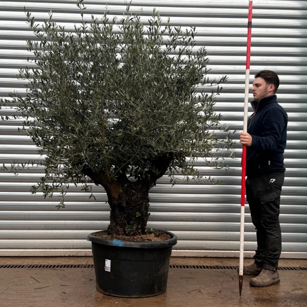 Olive Trees | Old Olive Tree | 22160