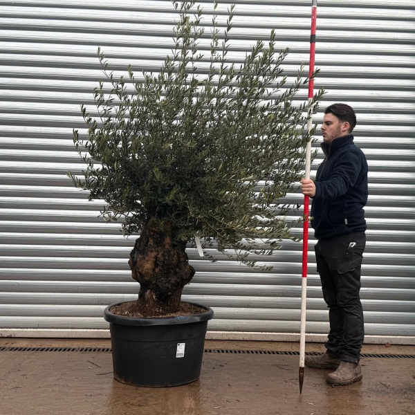 Olive Trees | Old Olive Tree | 22161