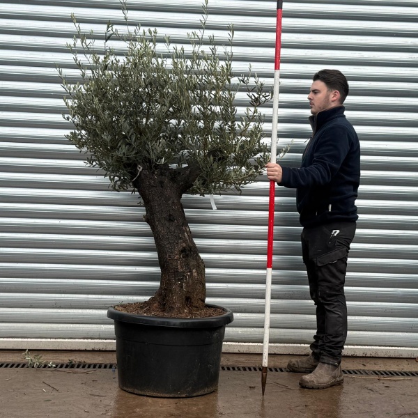 Olive Trees | Old Olive Tree | 22162