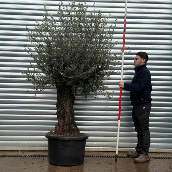 Olive Trees | Old Olive Tree | 22163