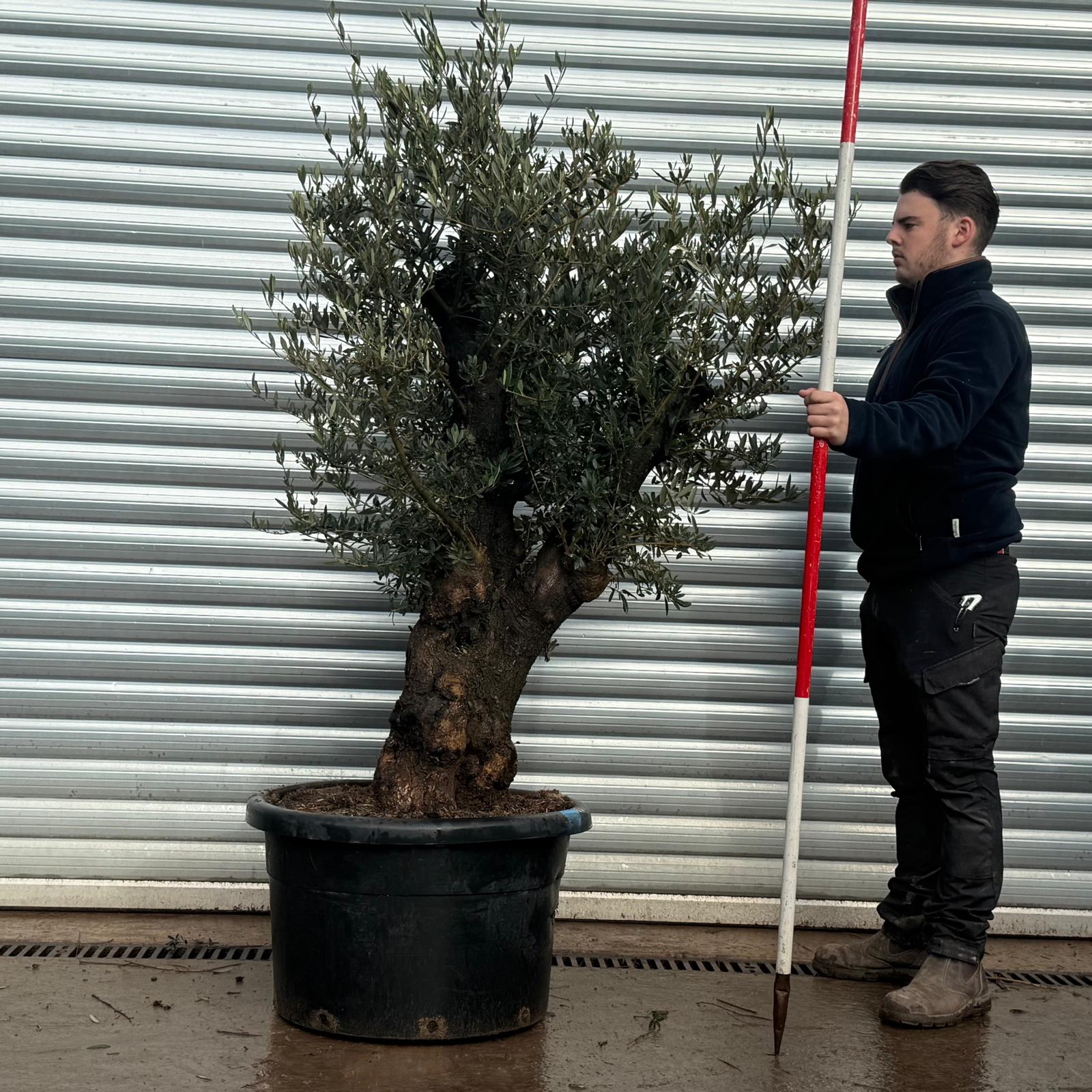 Olive Trees | Gnarly Olive Tree | 22164 1 Olive Trees | Gnarly Olive Tree | 22164