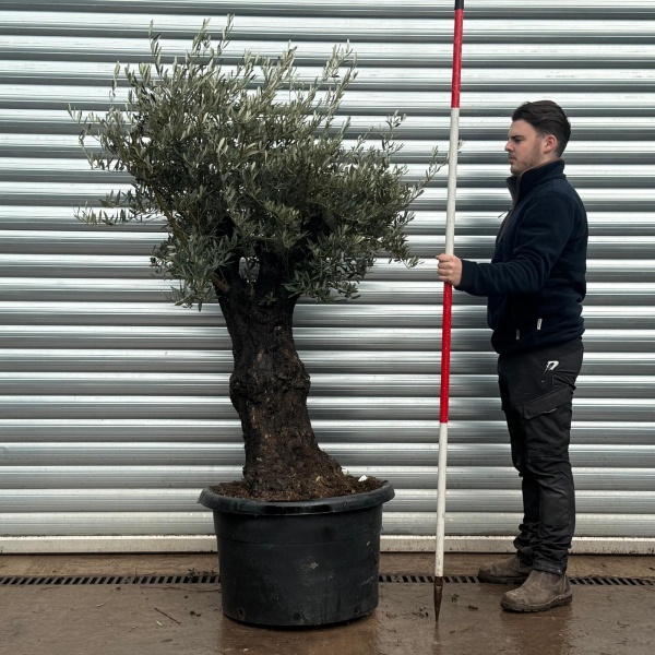 Olive Trees | Ancient Olive Tree | 22167