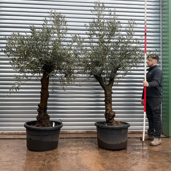 Olive Trees | Old Olive Trees | DUO 19683 84