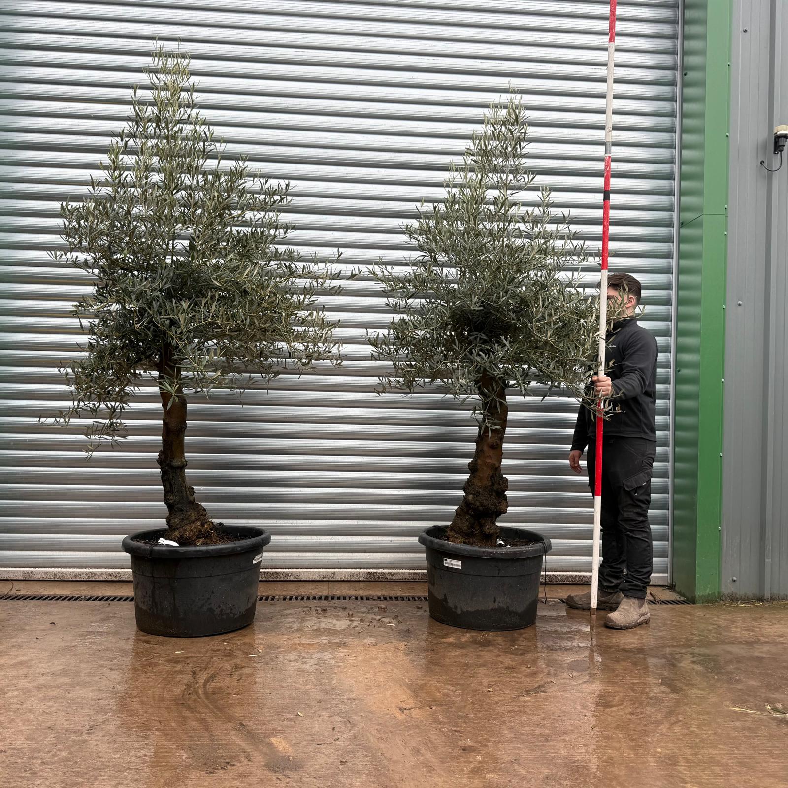 Olive Trees | Old Olive Trees | DUO 19685 86