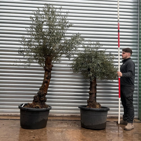 Olive Trees | Old Olive Trees | DUO 19687 88
