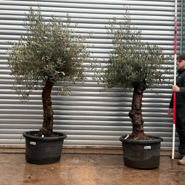 Olive Trees | Old Olive Trees | DUO 19689 90