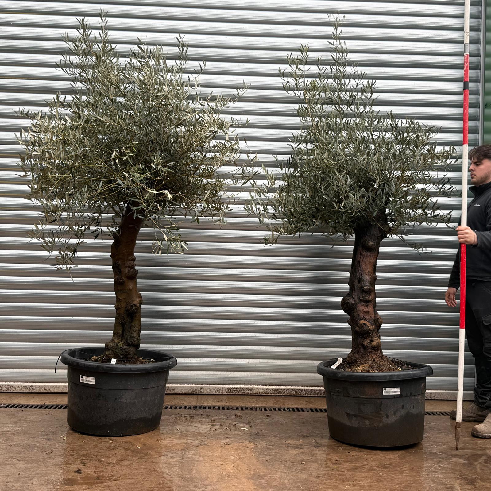 Olive Trees | Old Olive Trees | DUO 19689 90