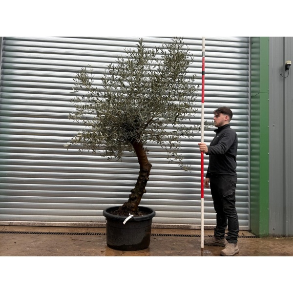 Olive Trees | Gnarly Olive Trees | Natural 19691