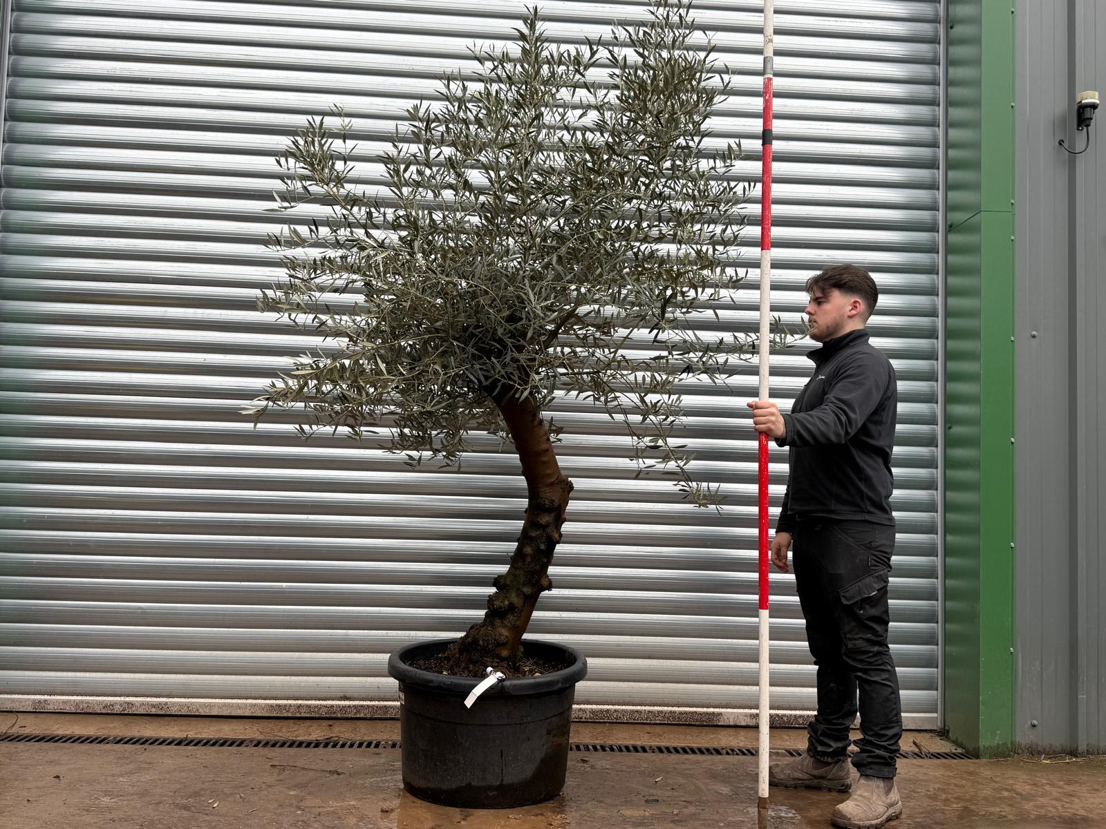 Olive Trees | Gnarly Olive Trees | Natural 19691 1 Olive Trees | Gnarly Olive Trees | Natural 19691