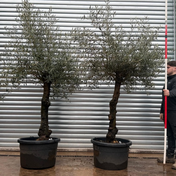 Olive Trees | Old Olive Trees | Pair 19692 93