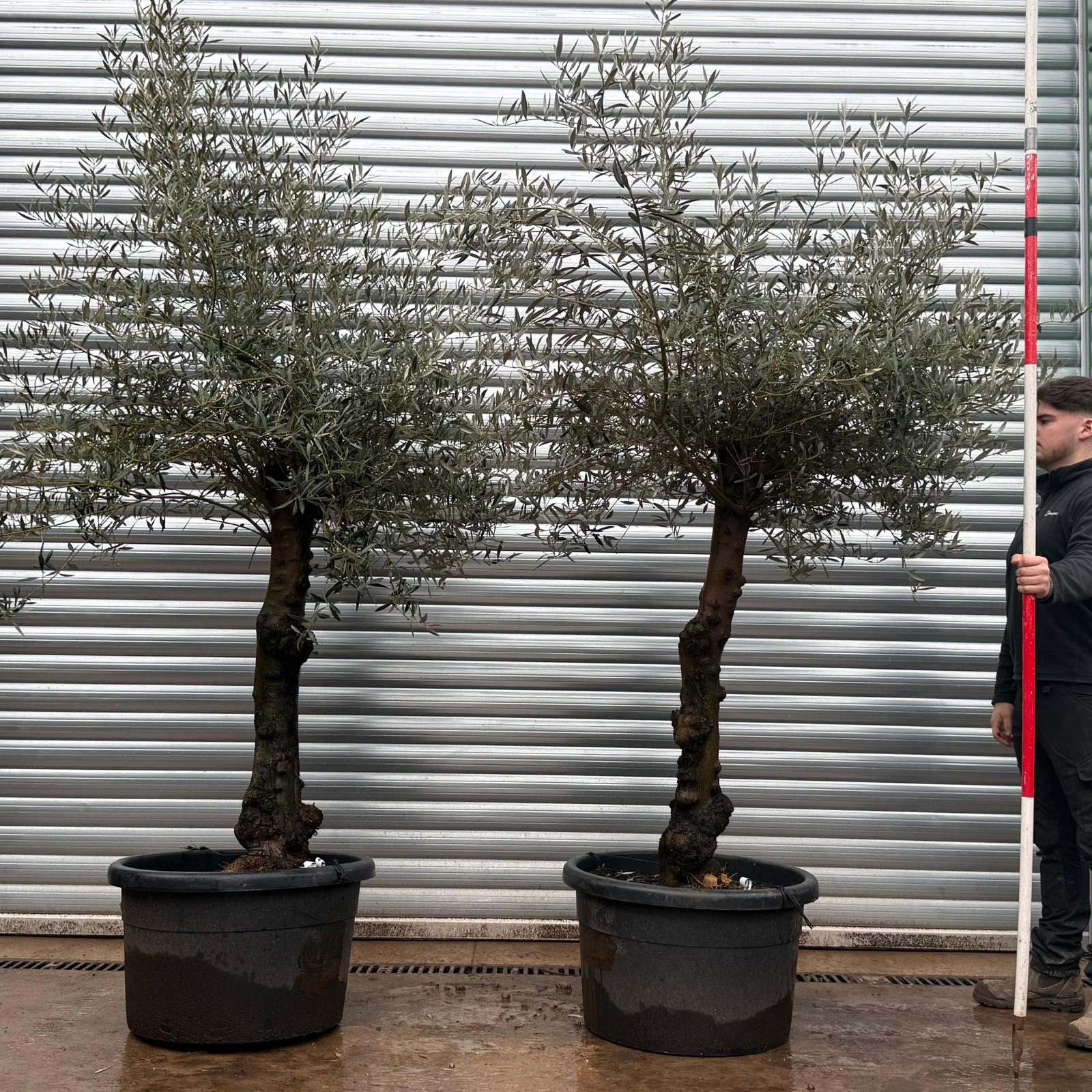 Olive Trees | Old Olive Trees | Pair 19692 93