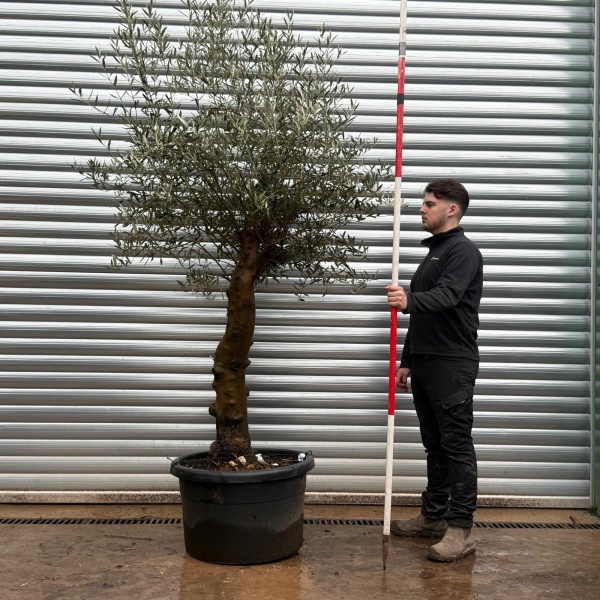 Olive Trees | Gnarly Olive Trees | 19694