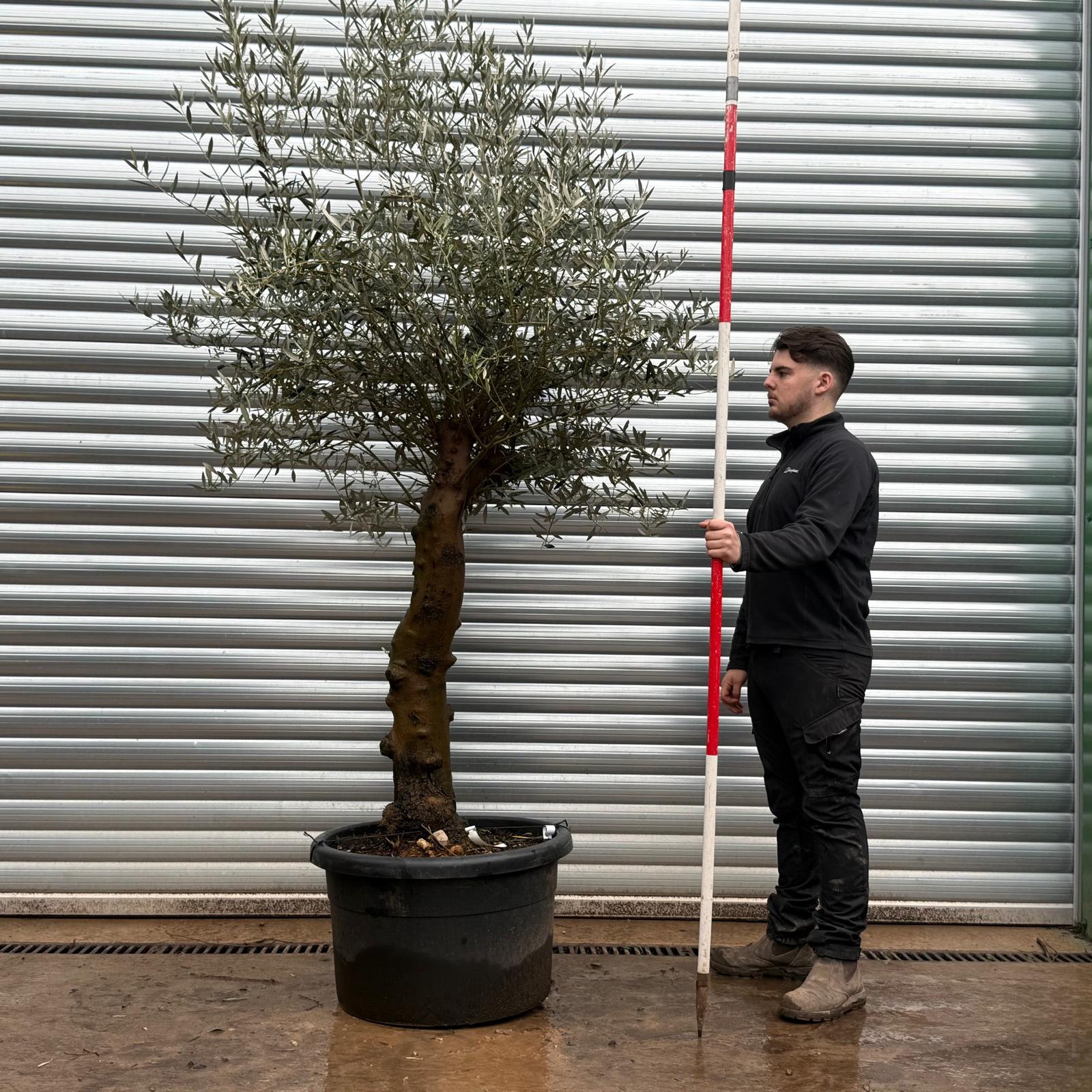 Olive Trees | Gnarly Olive Trees | 19694