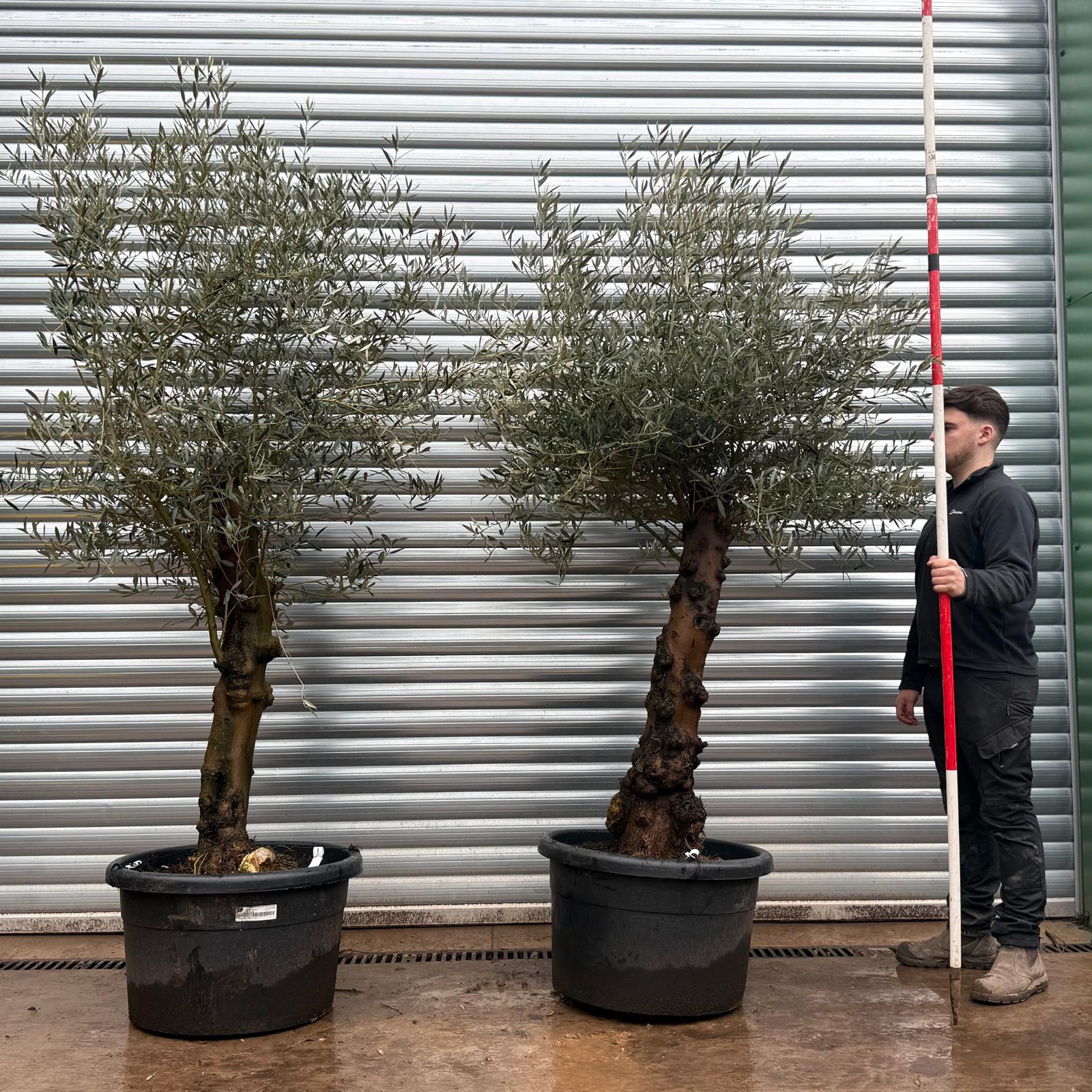 Olive Trees | Old Olive Trees | DUO 19696 97