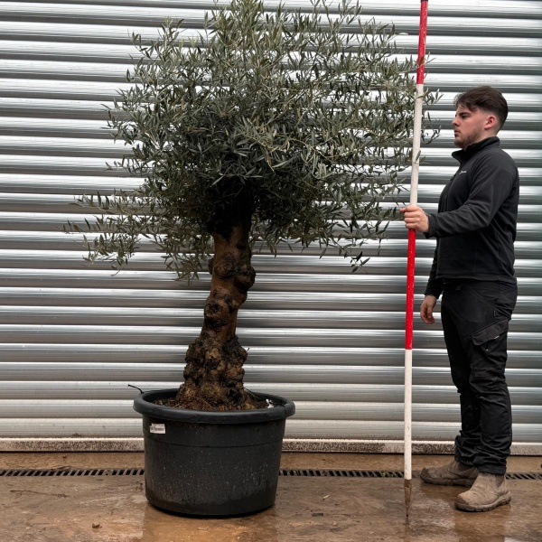 Olive Trees | Gnarly Olive Trees | 19698