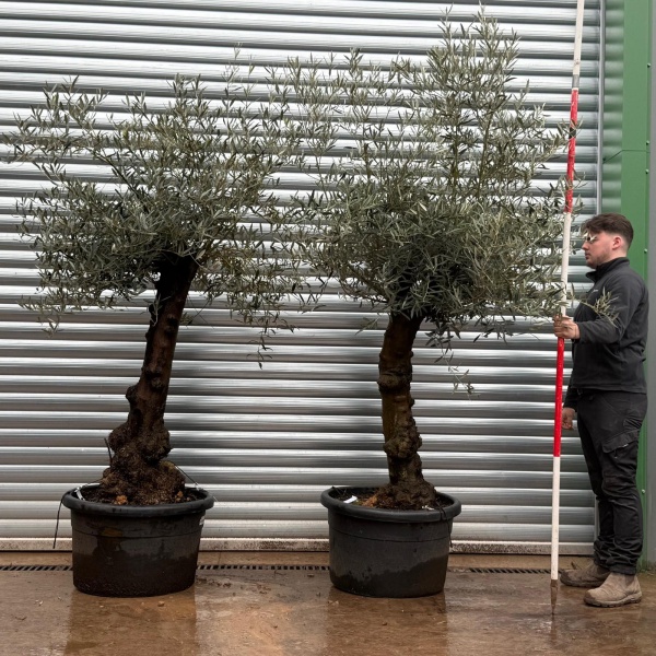 Olive Trees | Pair Old Olive Trees | 19705 06
