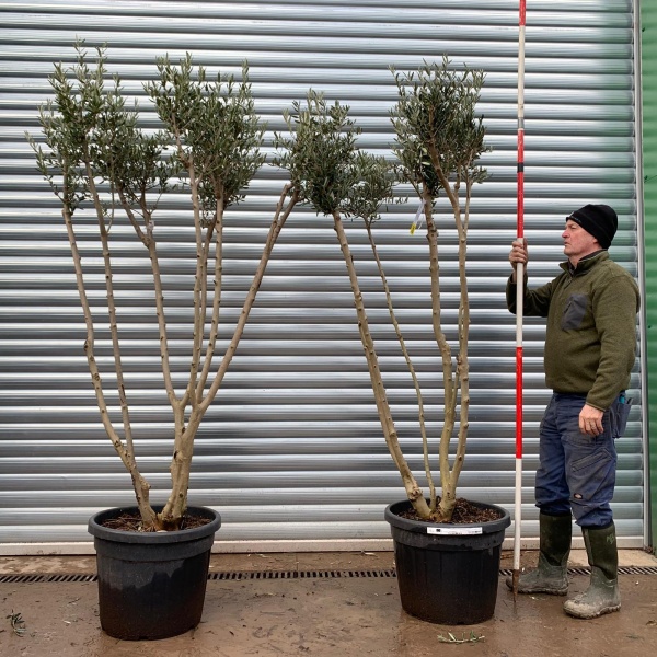 Olive Trees | Multi Stem Olive Trees | DUO 19718 19