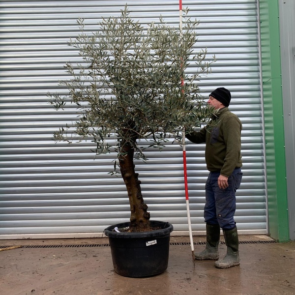 Olive Trees | Gnarly Olive Trees | 19720
