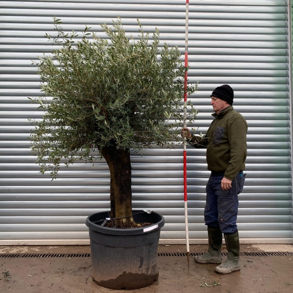 Olive Trees | Gnarly Olive Trees | 20297