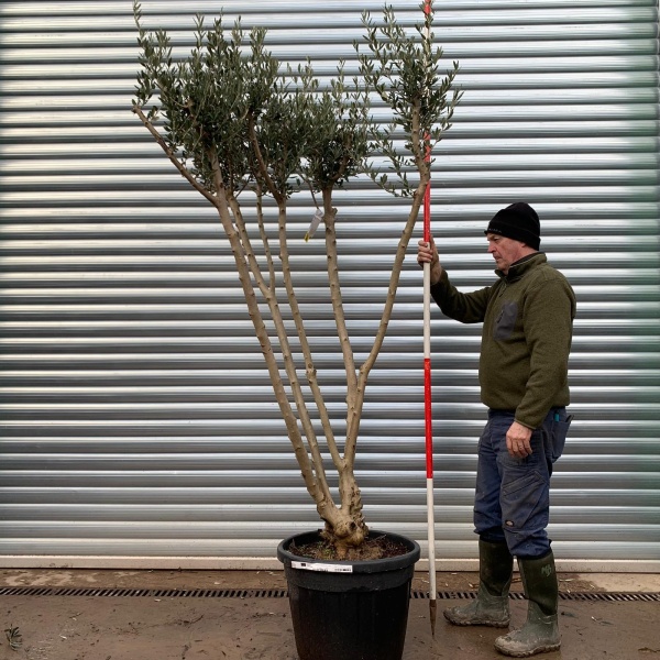 Olive Trees | Multi Stem Olive Trees | 20298