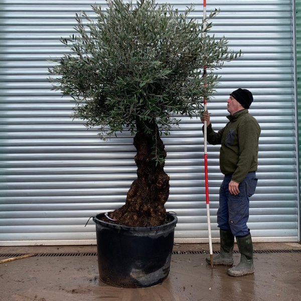 Olive Trees | Gnarly Olive Trees | 20299